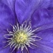 Purple Beauty by shutterbug49