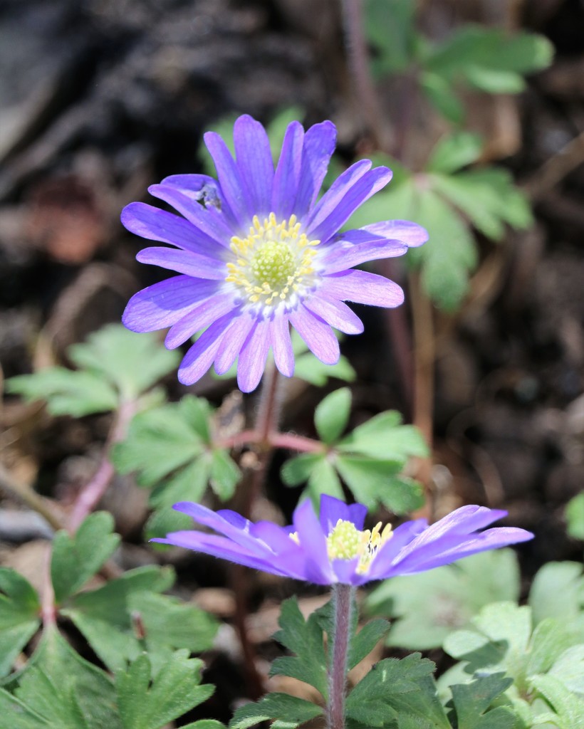 April 15: Primrose by daisymiller