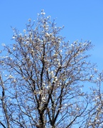 9th Apr 2019 - April 9: Spring Tree