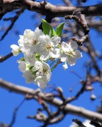 10th Apr 2019 - April 10: Tree Flowers