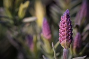 15th Apr 2019 - Spring Lavender