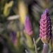 Spring Lavender by phil_sandford