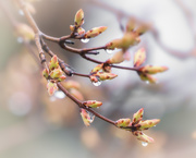 15th Apr 2019 - maple leaf buds