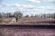 15th Apr 2019 - Purple Fields in Kentucky