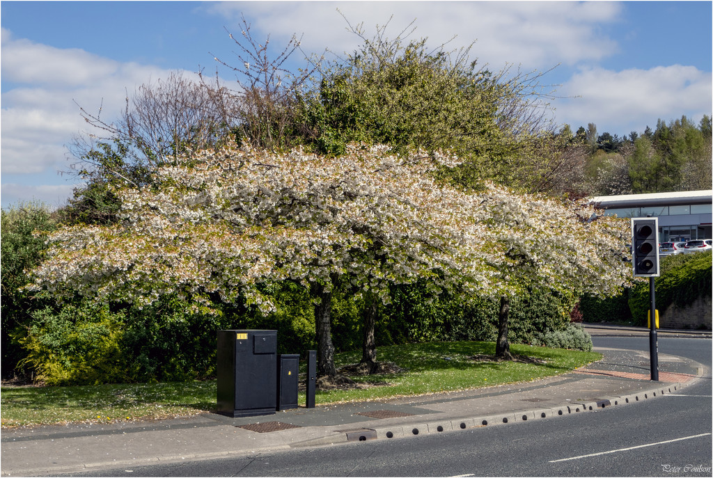Roadside Blossom by pcoulson