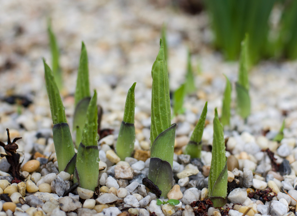 New Hosta Leaves by loweygrace