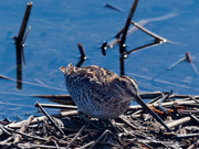 15th Apr 2019 - Wilson's snipe on the shore