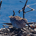 Wilson's snipe on the shore by rminer