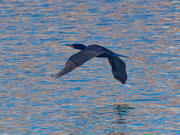 15th Apr 2019 - Double-crested cormorant over shinny water