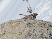15th Apr 2019 - yellow stripe sparrow