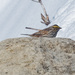 yellow stripe sparrow by rminer