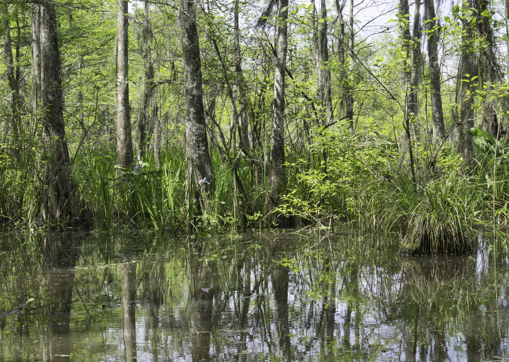Honey Island Swamp by eudora