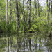 Honey Island Swamp by eudora