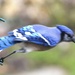 Blue Jay taking off by bruni