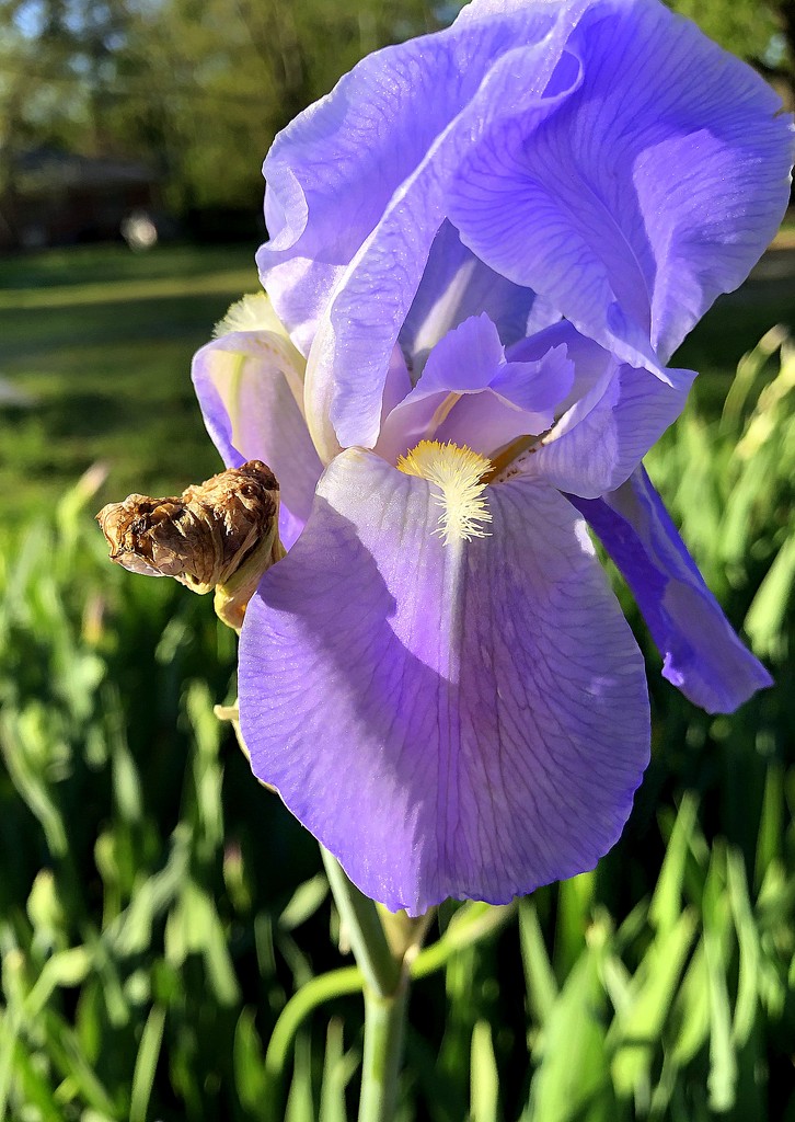 Light putple iris by homeschoolmom
