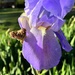 Light putple iris by homeschoolmom
