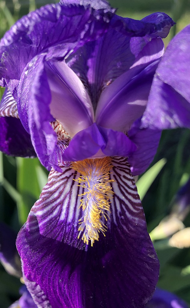 Inside the purple iris by homeschoolmom