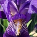 Inside the purple iris by homeschoolmom