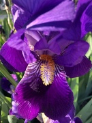 15th Apr 2019 - Pretty purple iris