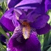 Pretty purple iris by homeschoolmom