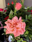 14th Apr 2019 - Little pink rose