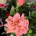 Little pink rose by homeschoolmom
