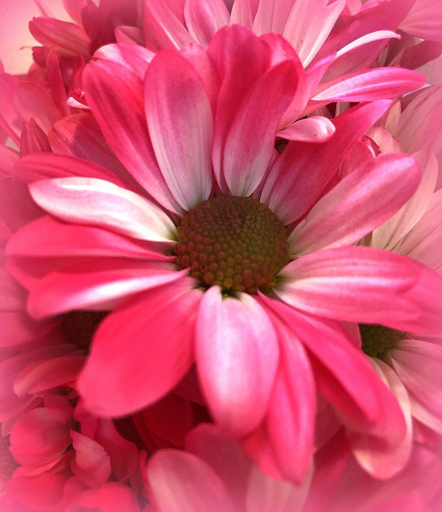 Pink daisy by homeschoolmom