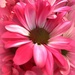 Pink daisy by homeschoolmom