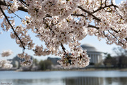 3rd Apr 2019 - Cherry Blossoms