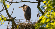 15th Apr 2019 - Baby Blue Heron, Probably Soon To Leave the Nest!