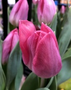 16th Apr 2019 - Pink tulip