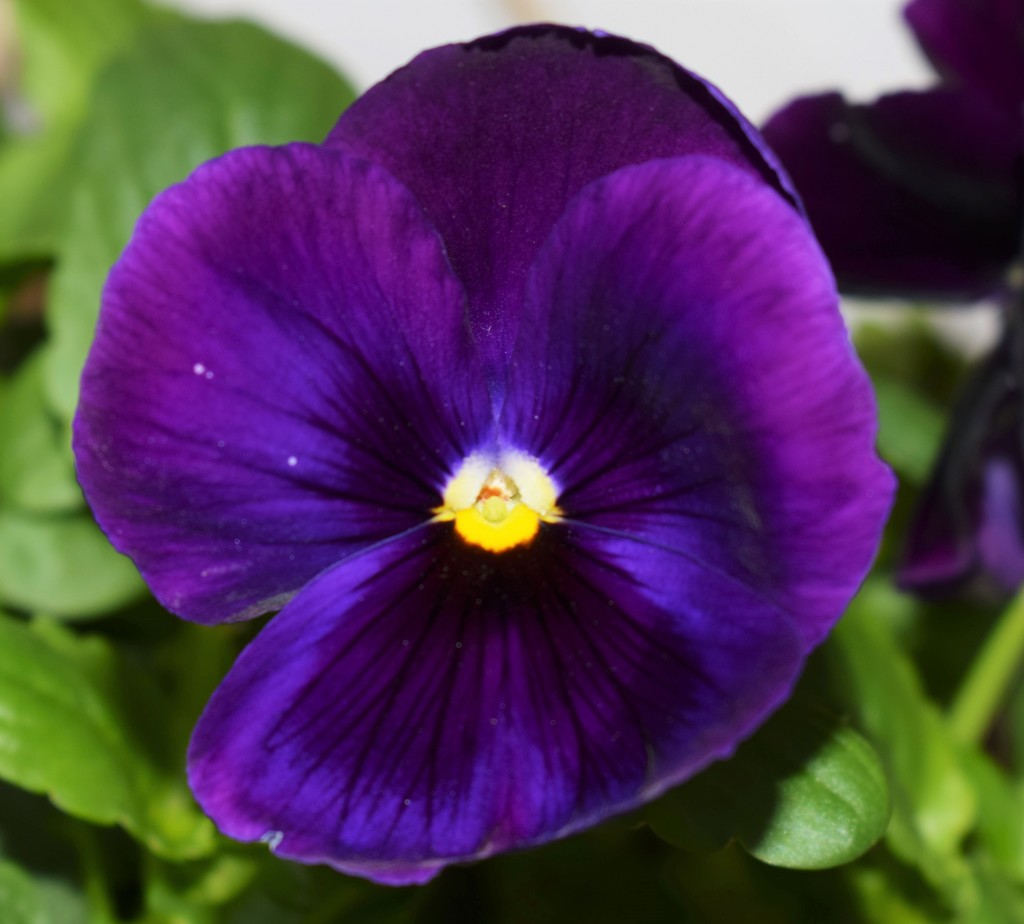 Purple Pansy by sandlily