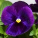 Purple Pansy by sandlily
