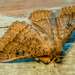 Northern Wattle Moth by yorkshirekiwi