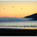 3 Birds in the Sunrise... by julzmaioro