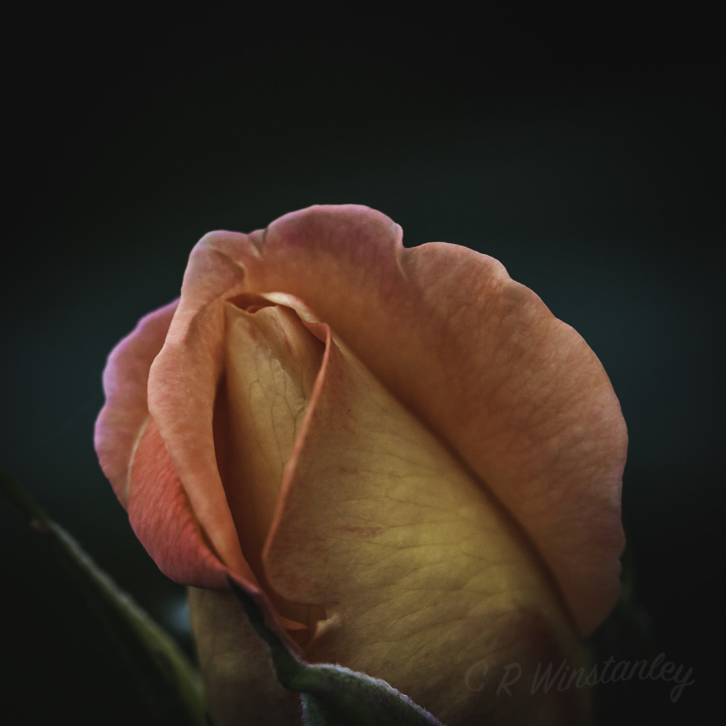 Happy Rose Day by kipper1951