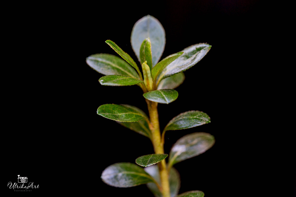 low key leafy plant by ulla