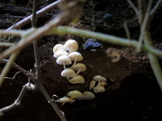11th Apr 2019 - Fungi