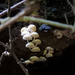 Fungi by jeneurell