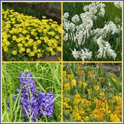 16th Apr 2019 - Spring Flower Collage