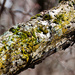 Spring moss by joansmor