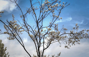 16th Apr 2019 - Tree with new blossoms