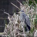 Heron at Priory by rosiekind