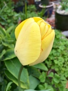 14th Apr 2019 - Yellow Tulip