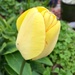 Yellow Tulip by gillian1912
