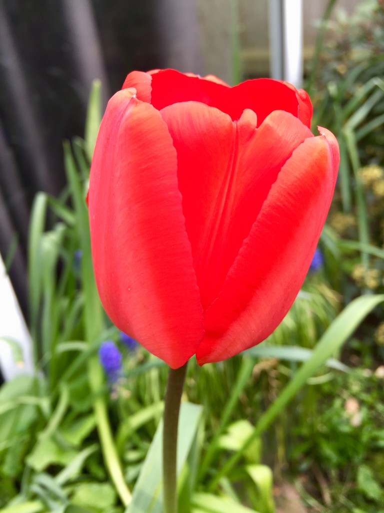 Red Tulip by gillian1912