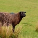 black sheep by christophercox