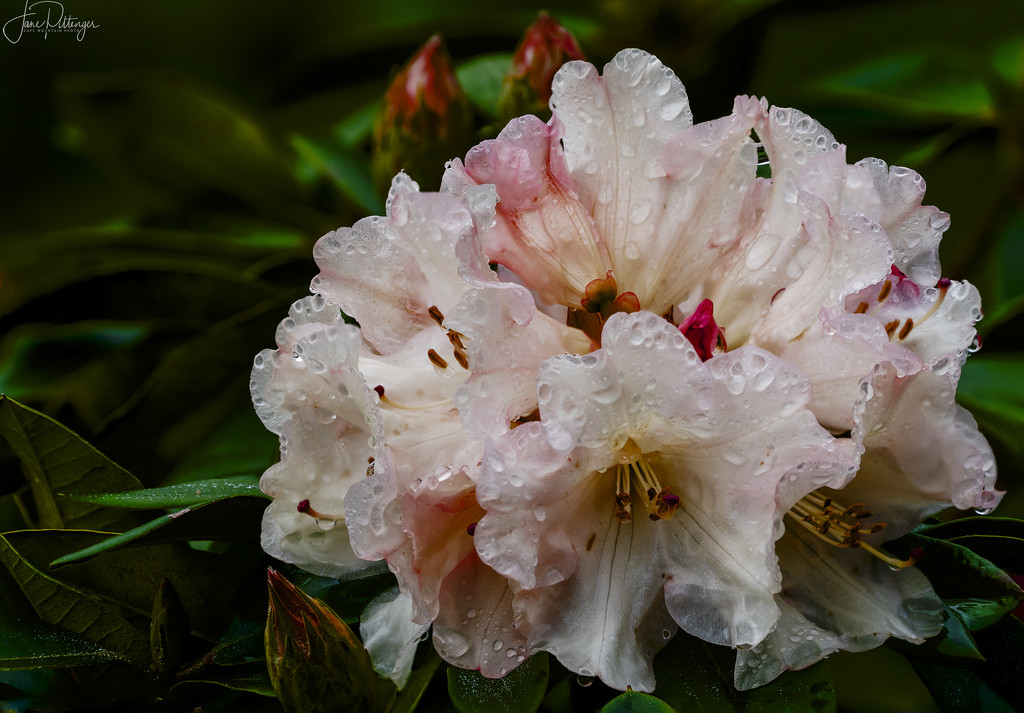 Focus Stacked Rhody After Rain by jgpittenger