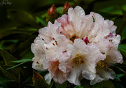 16th Apr 2019 - Focus Stacked Rhody After Rain