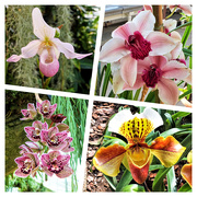 16th Apr 2019 - Orchids! 